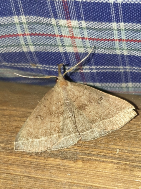 Pechipogo plumigeralis - tollascsápú karcsúbagoly