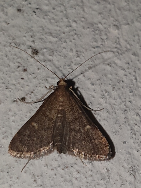 Dolicharthria punctalis - hosszúlábú tűzmoly
