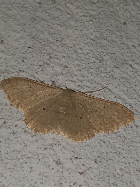 Idaea straminata - szalmasárga sávosaraszoló