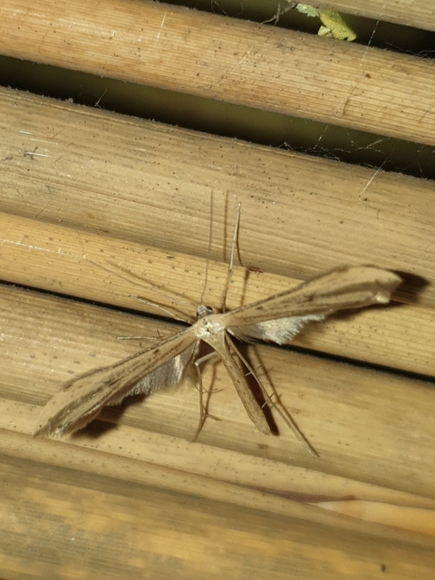 Emmelina monodactyla/argoteles
