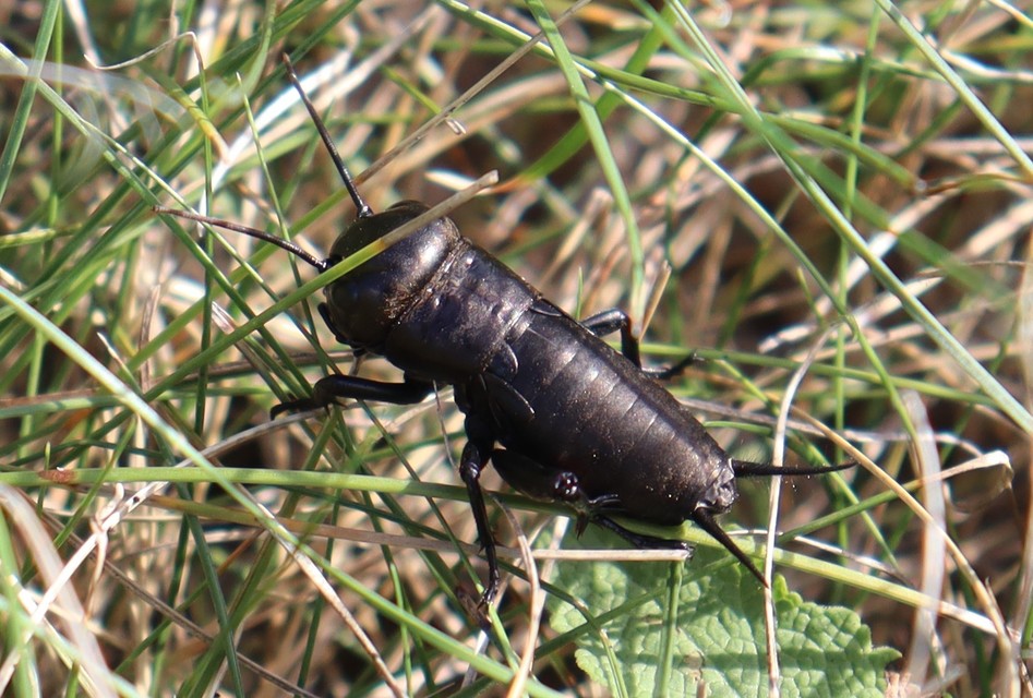 Gryllus campestris - mezei tücsök