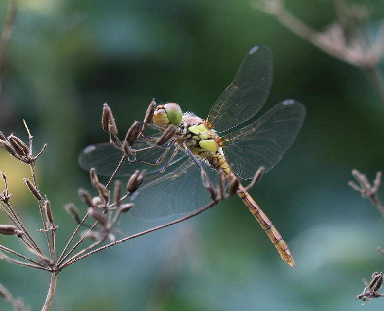 Sympetrum striolatum/vulgatum