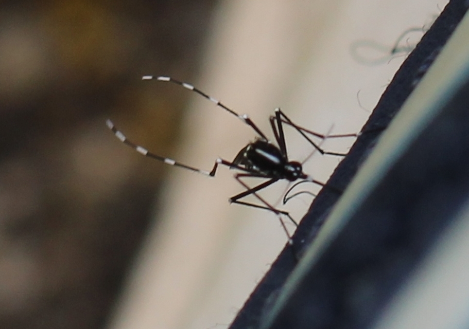 Aedes albopictus - ázsiai tigrisszúnyog