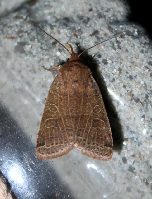 Anchoscelis nitida - rozsdabarna őszibagoly