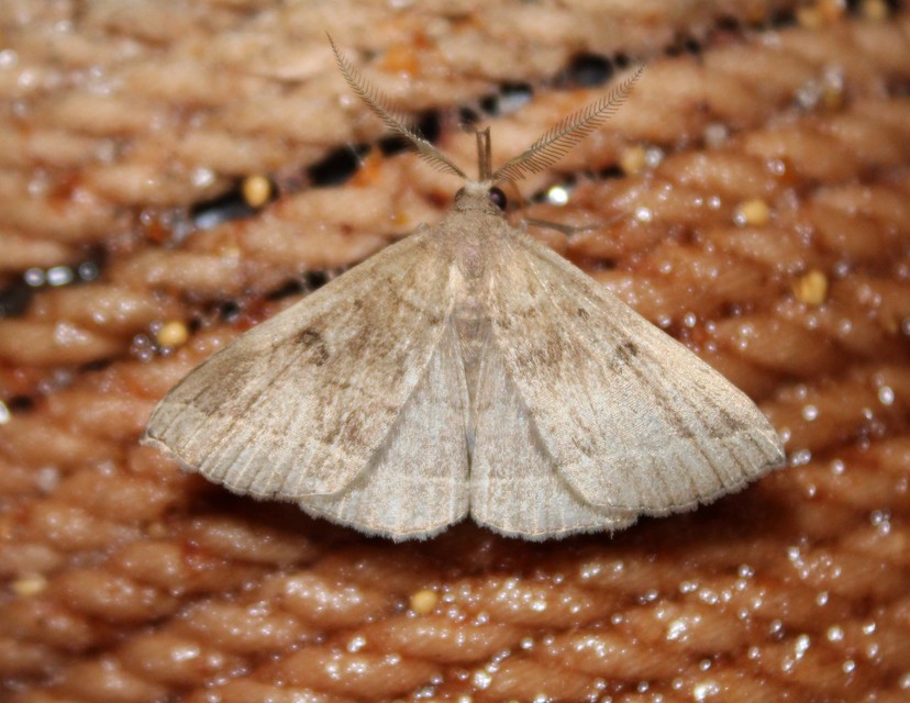 Pechipogo plumigeralis - tollascsápú karcsúbagoly