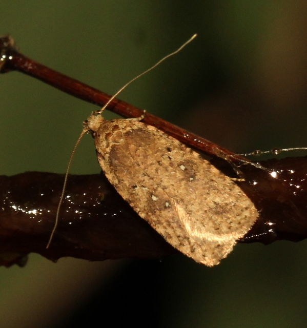 Agonopterix