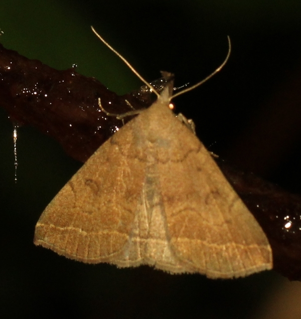 Pechipogo plumigeralis - tollascsápú karcsúbagoly