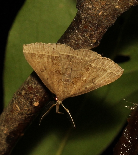 Pechipogo plumigeralis - tollascsápú karcsúbagoly