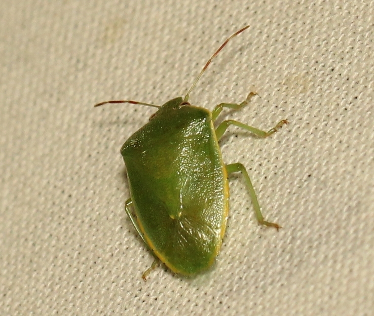 Acrosternum heegeri - rőtcsápú vándorpoloska
