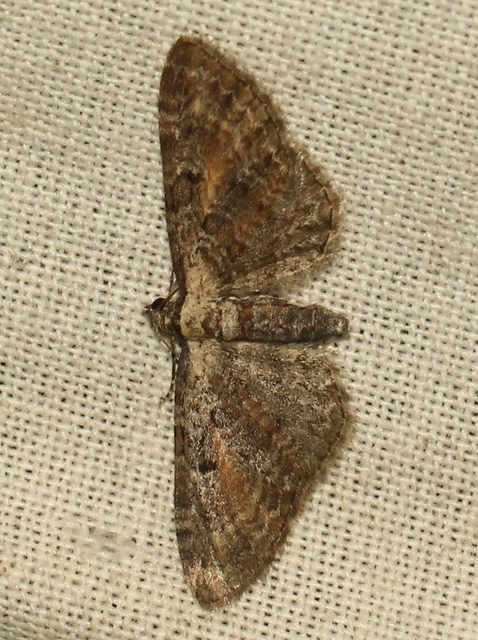 Eupithecia icterata - rozsdafoltos törpearaszoló