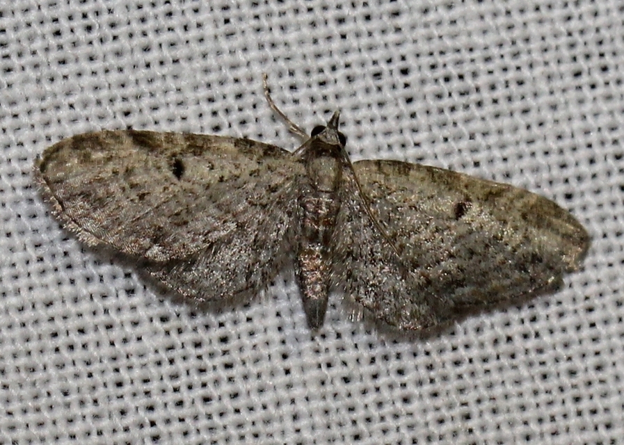Eupithecia tenuiata - sötétszegélyű törpearaszoló