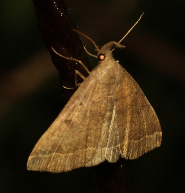 Pechipogo plumigeralis - tollascsápú karcsúbagoly