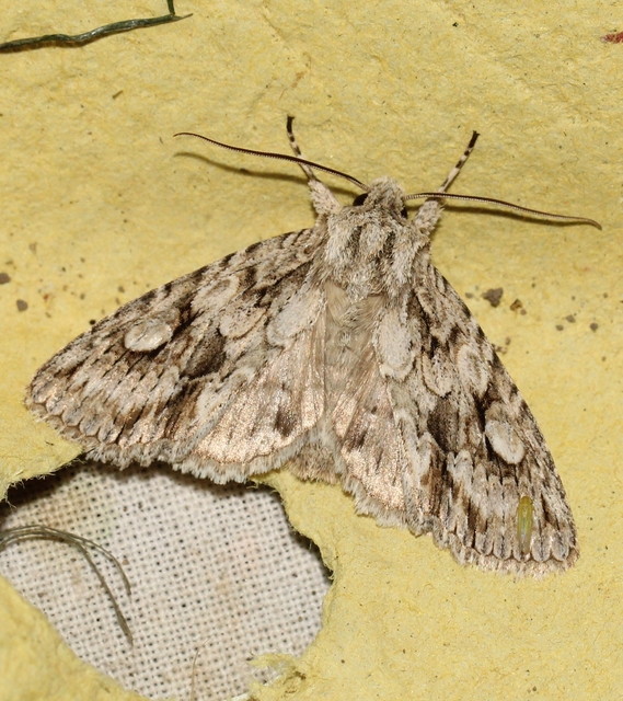 Meganephria bimaculosa - kétfoltos szilbagoly