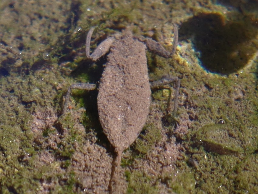 Nepa cinerea - víziskorpió