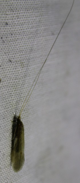 Leptoceridae