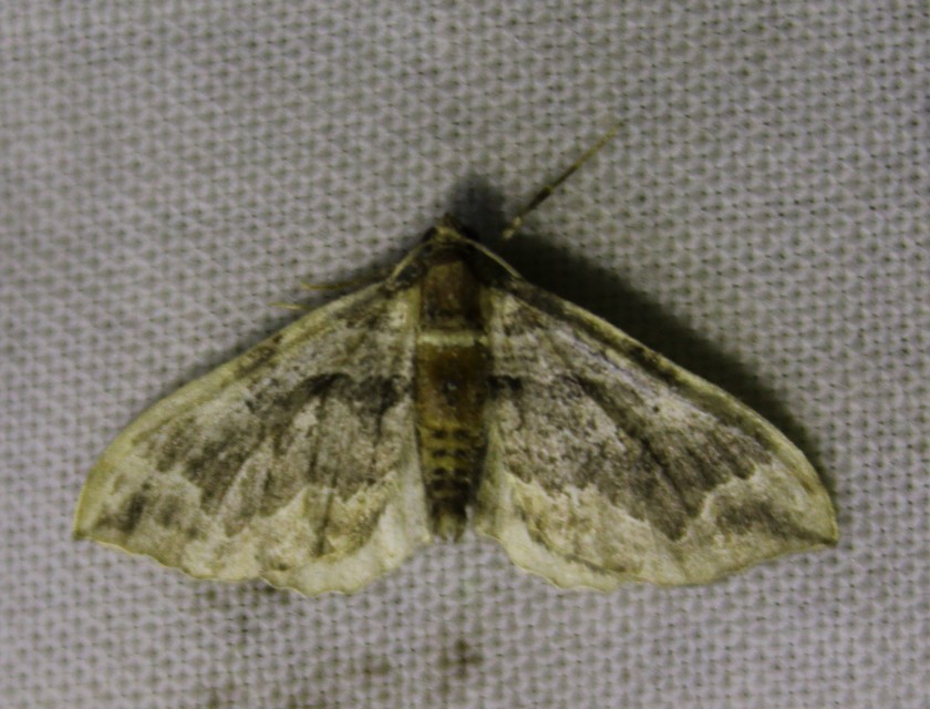 Pelurga comitata - nagy tarkaaraszoló