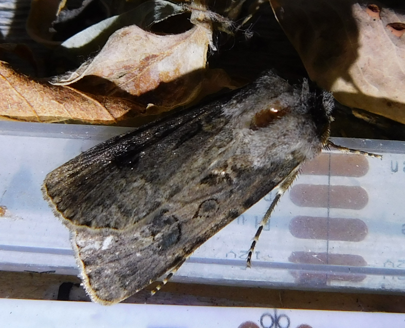 Agrotis bigramma - kétjegyű földibagoly