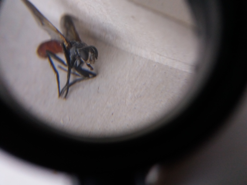 Cylindromyia bicolor