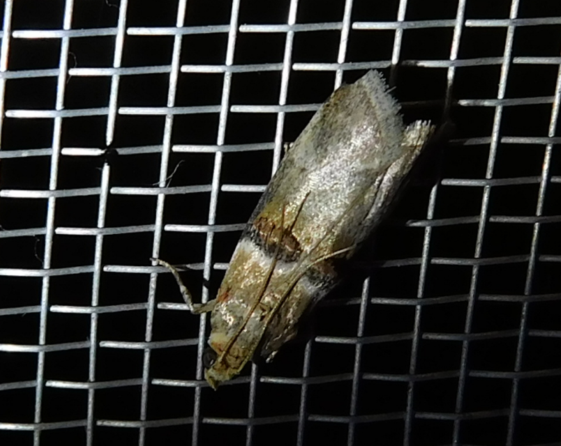 Acrobasis tumidana - bordás karcsúmoly