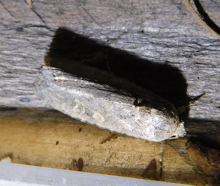 Spodoptera exigua - apró jegyesbagoly