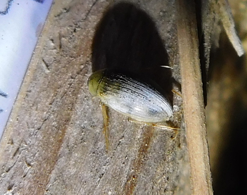 Berosus spinosus - széki szemescsibor Berosus spinosus - széki szemescsibor