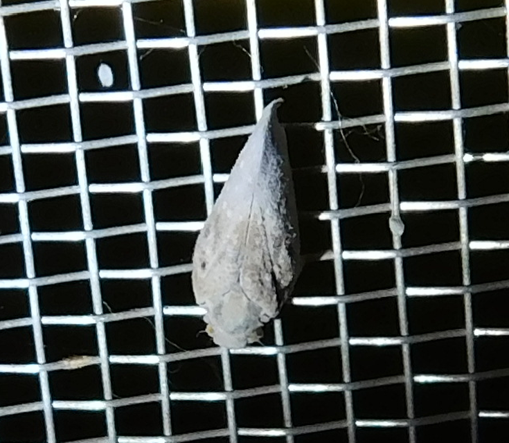 Metcalfa pruinosa - amerikai lepkekabóca