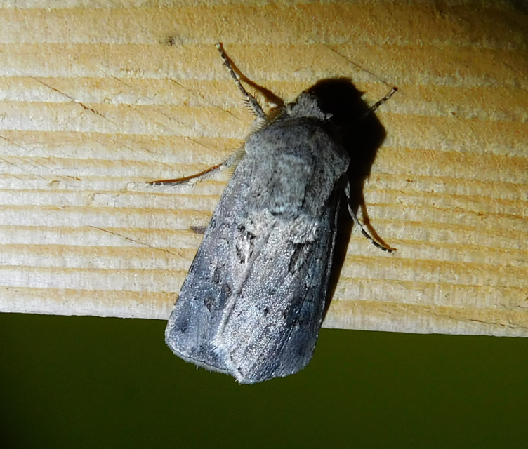 Agrotis bigramma - kétjegyű földibagoly
