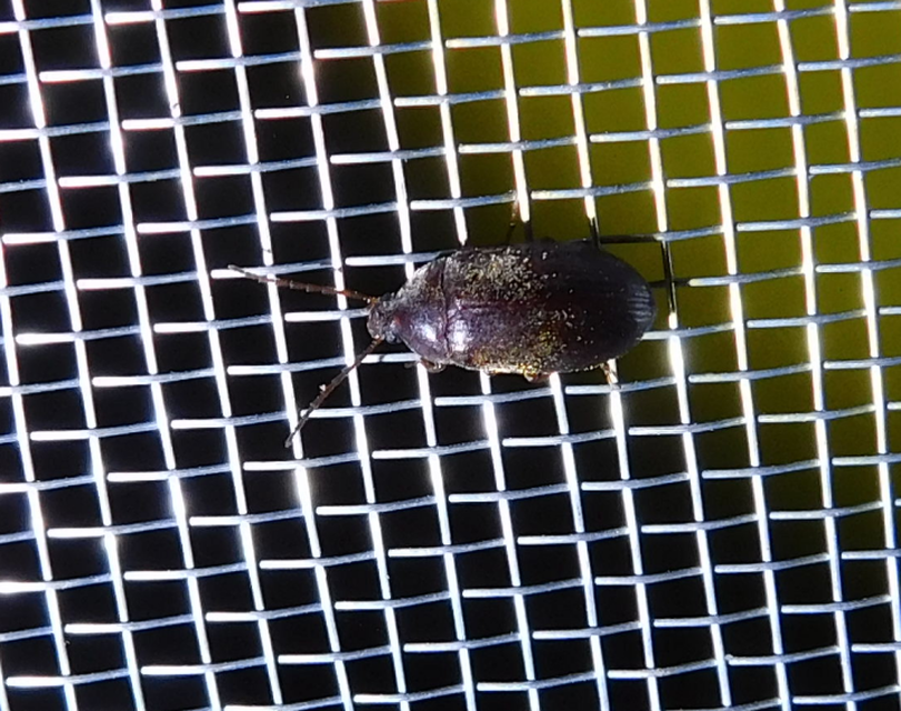 Hymenalia rufipes - rőtlábú alkonybogár