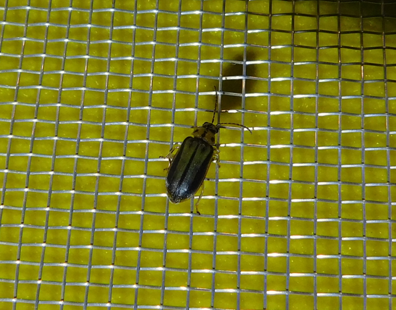 Xanthogalerucella luteola - szilfa-olajosbogár