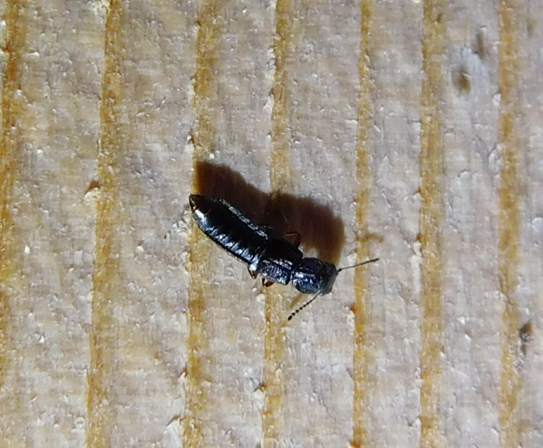 Anotylus Anotylus