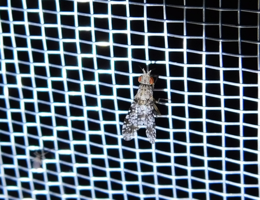 Trypetoptera punctulata - pirosszemű szarvaslégy