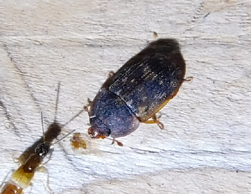 Soronia grisea - pettyegetett fénybogár