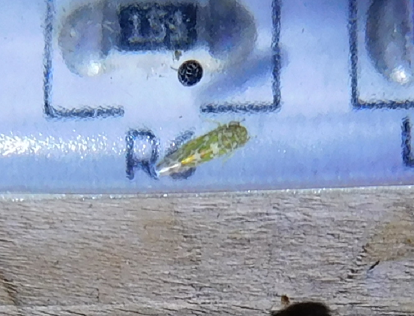 Tautoneura polymitusa