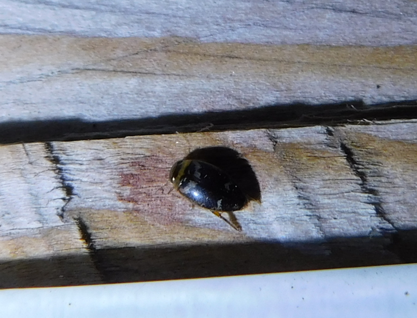Laccophilus poecilus - tarka bukóbogár