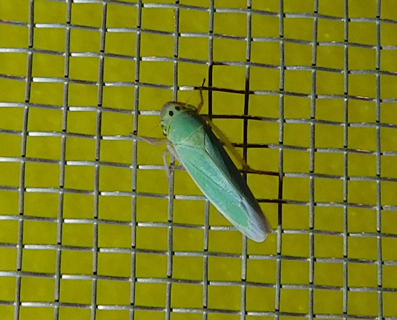 Cicadella viridis - méregzöld kabóca