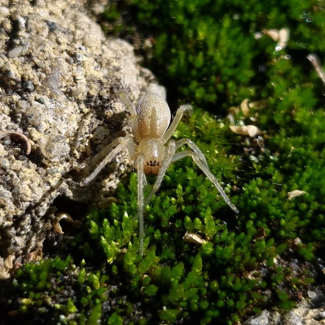Cheiracanthium