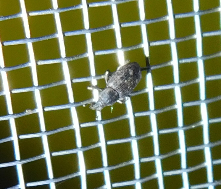Bagous argillaceus - lakkfényű víziormányos Bagous argillaceus - lakkfényű víziormányos