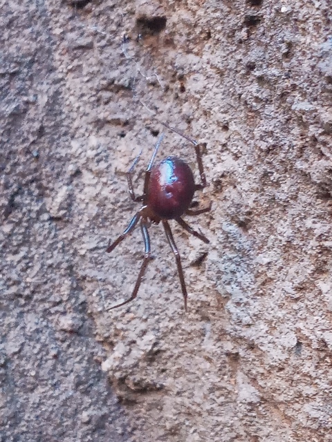 Steatoda grossa - nagy faggyúpók