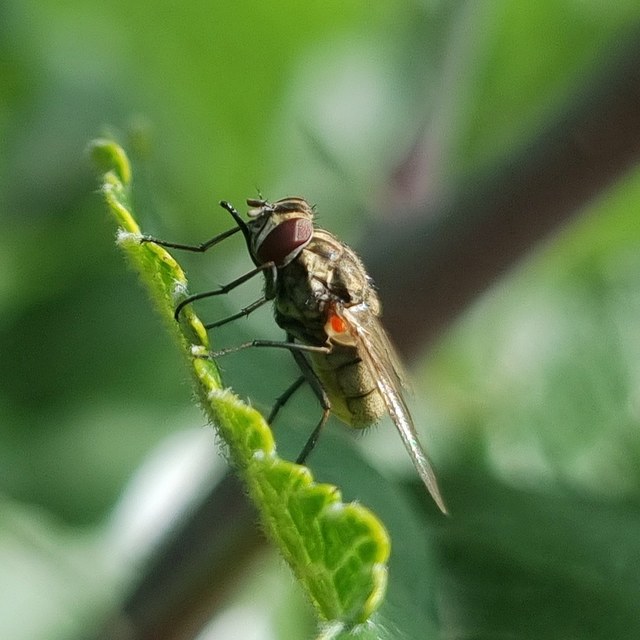 Stomoxys calcitrans - szuronyos istállólégy
