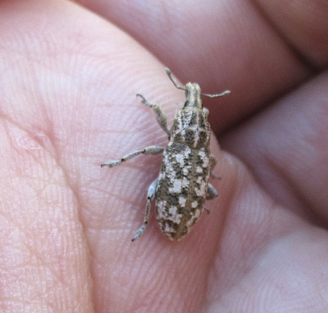 Cyphocleonus dealbatus - márványos barkó