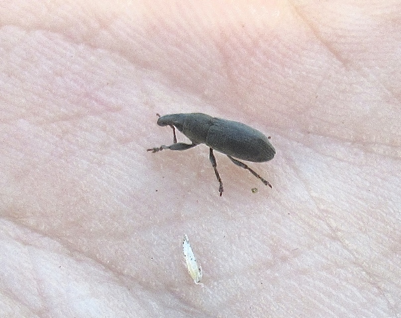 Lixus angustus - rövid dudvabarkó