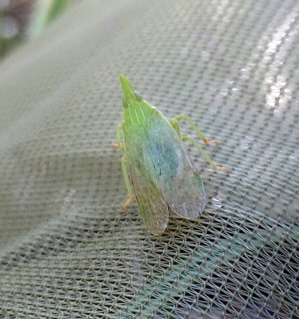 Dictyophara europaea