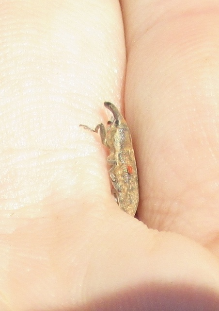 Lixus subtilis - disznóparéj-dudvabarkó