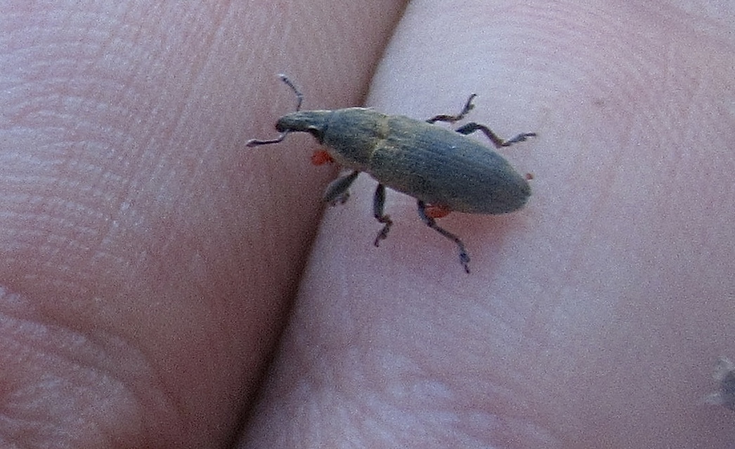 Lixus angustus - rövid dudvabarkó