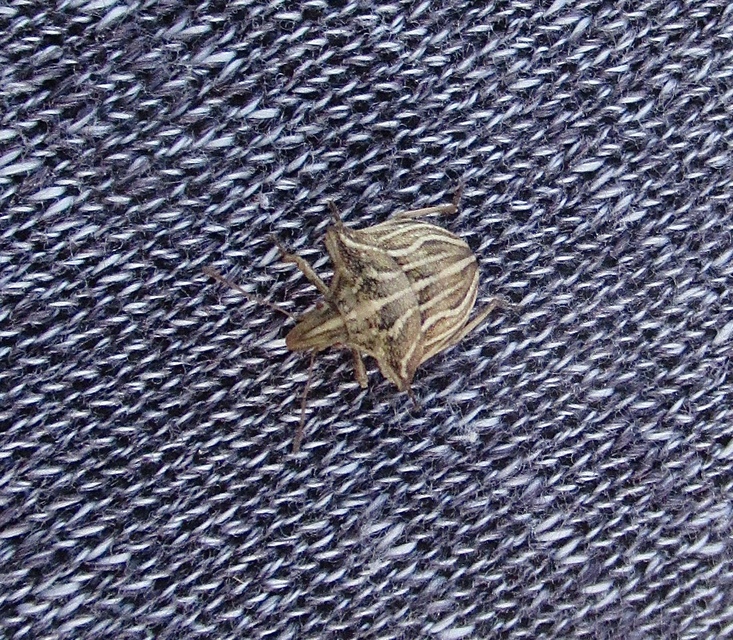 Ancyrosoma leucogrammes - vállas poloska