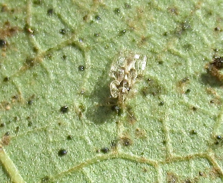 Corythucha arcuata - tölgy-csipkéspoloska