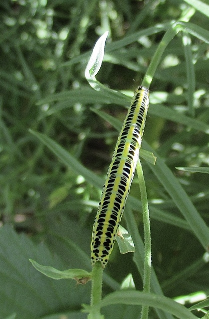 Calophasia lunula - gyújtoványfű-apróbagoly