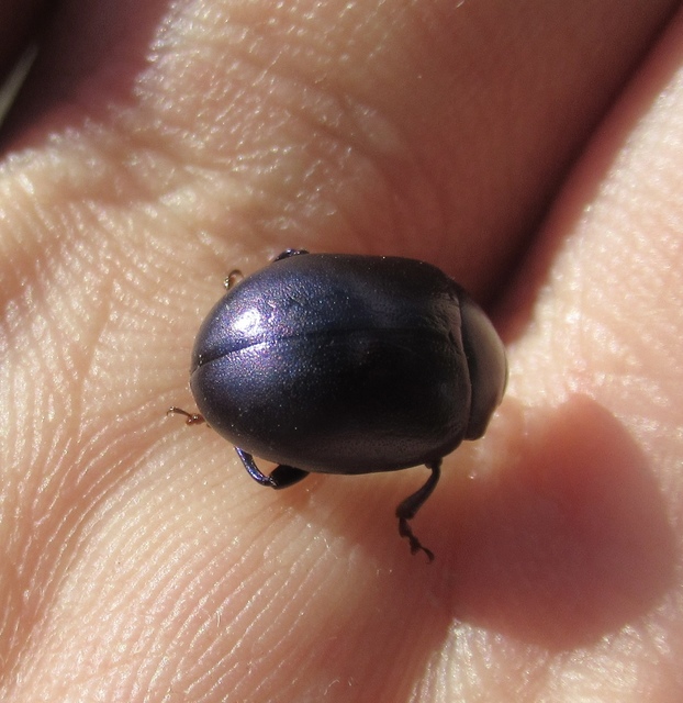 Chrysolina sturmi - vöröslábú levelész