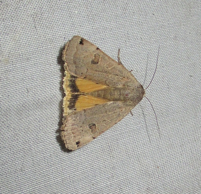 Noctua orbona - foltos sárgafűbagoly