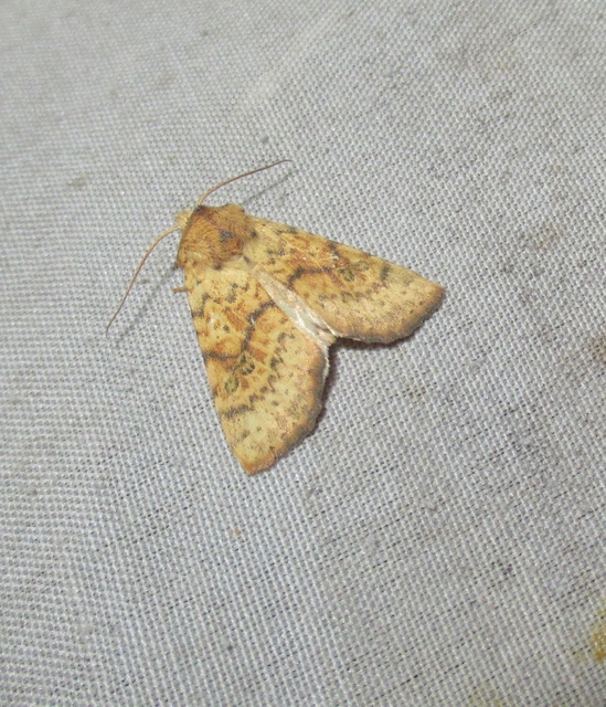 Tiliacea sulphurago - kénes sárgabagoly